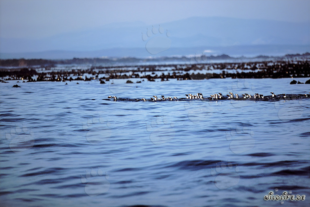 Pingüinos de anteojos regresan seguros de su peligrosa cacería