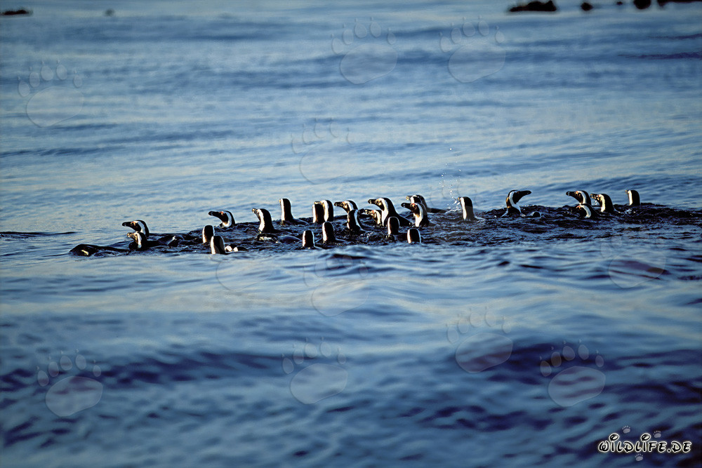 Fascinating African Penguins returning from their hunting trip in the sea