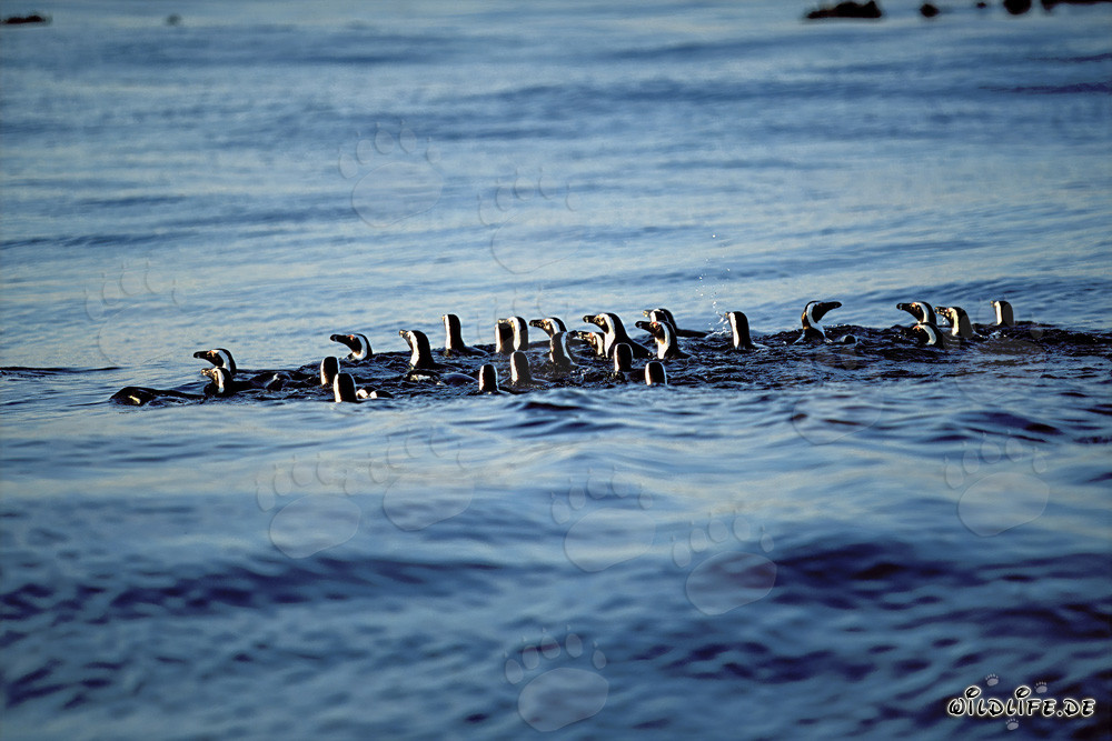 Faszinierende Brillenpinguine auf dem Rückweg von der Jagd im Meer