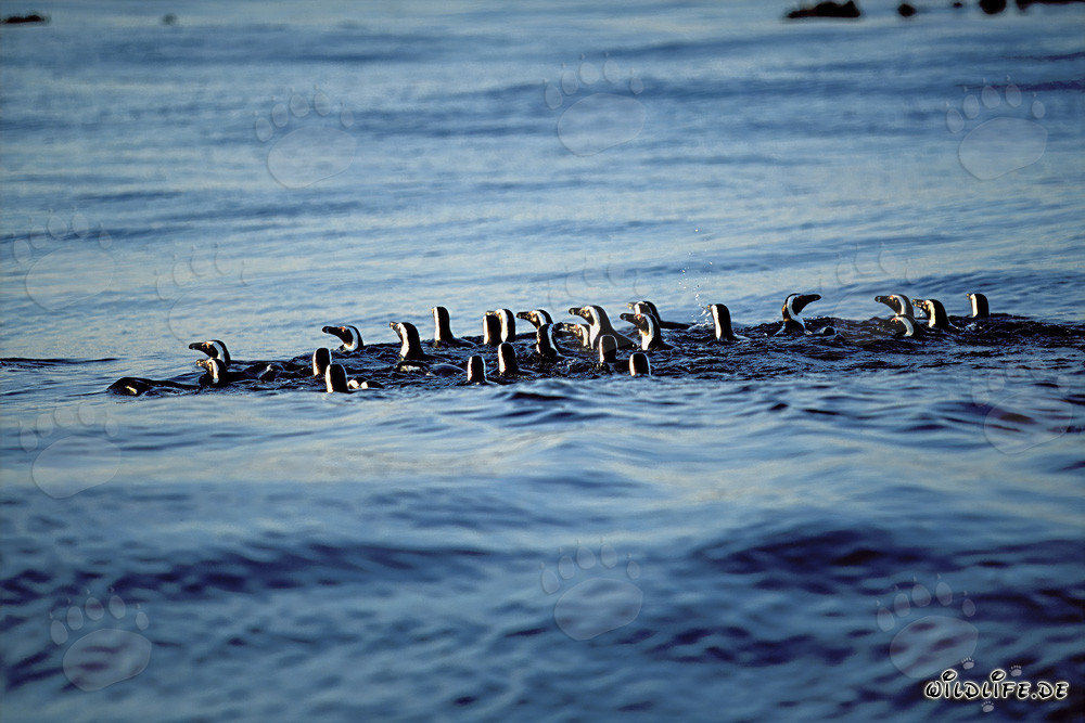 Pinguins de Magellan fascinants de retour de la chasse en mer
