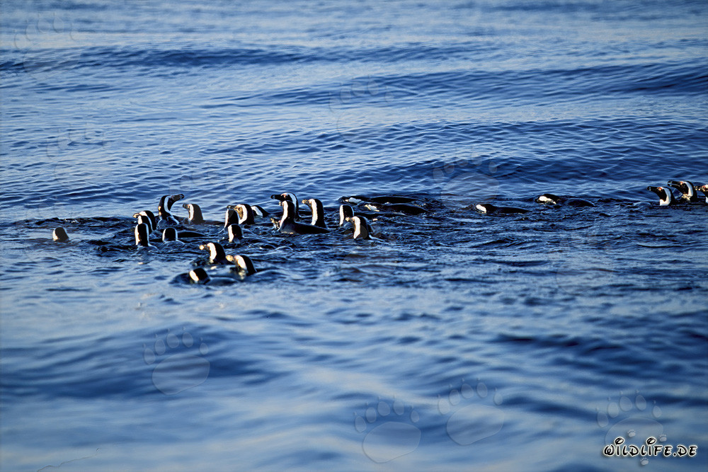Fascinating African Penguins returning from hunting in the sea