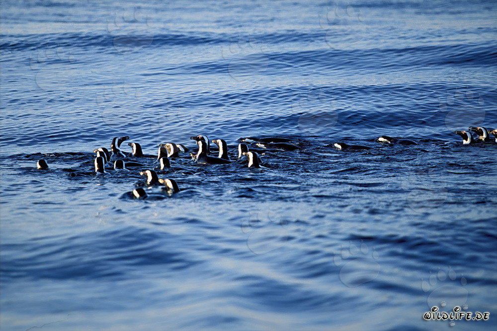 Faszinierende Brillenpinguine auf dem Rückweg von der Jagd im Meer
