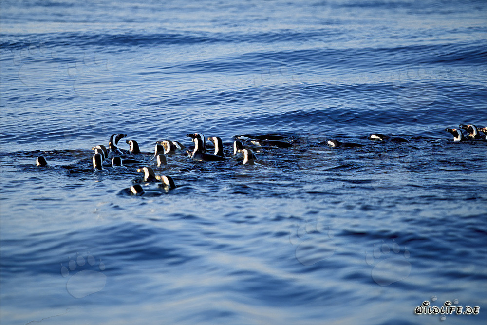 Pinguini con occhiali affascinanti di ritorno dalla caccia in mare