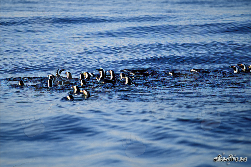 Pingüinos de anteojos fascinantes de regreso de la caza en el mar