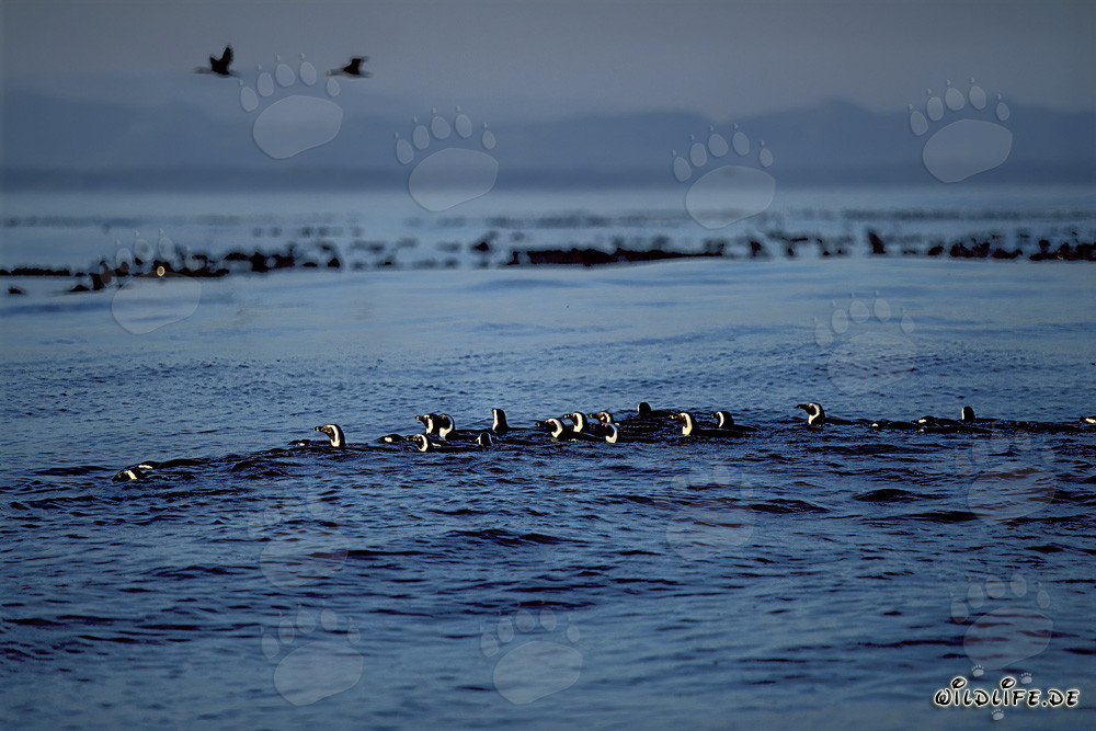 African Penguins return from the Sea