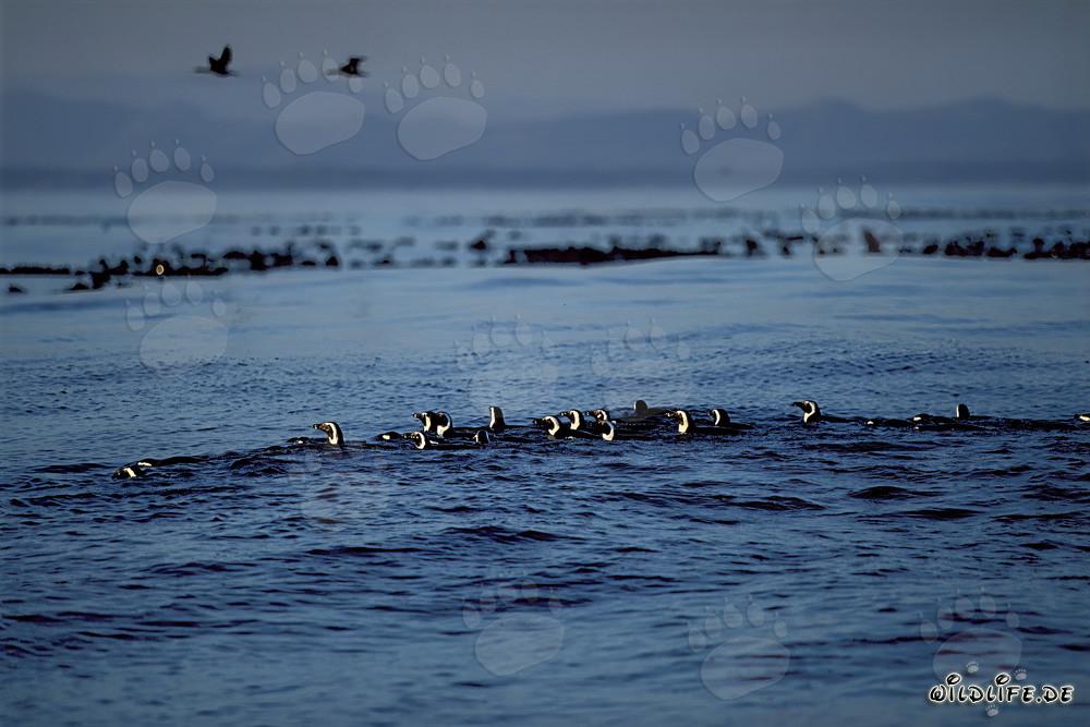 Los pingüinos de anteojos regresan del mar