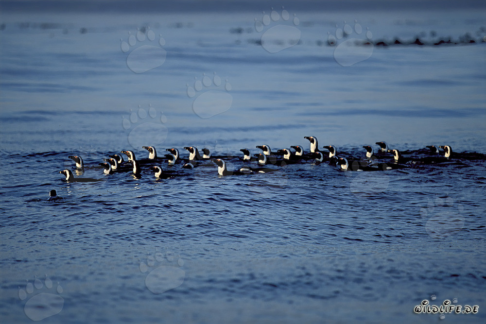 Fascinating African Penguins returning to the island