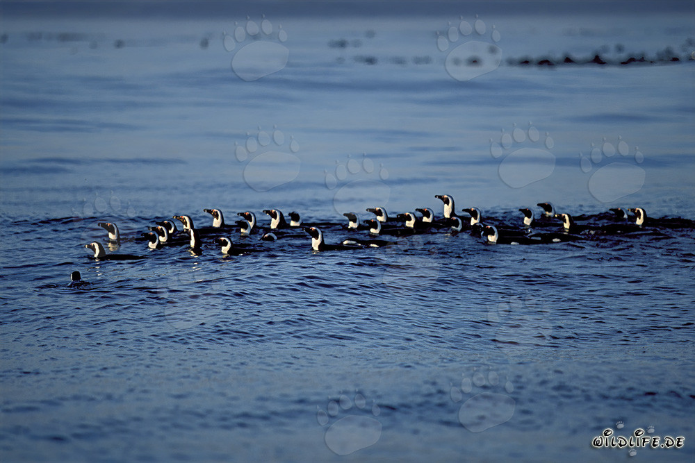 Faszinierende Brillenpinguine auf dem Weg zurück zur Insel