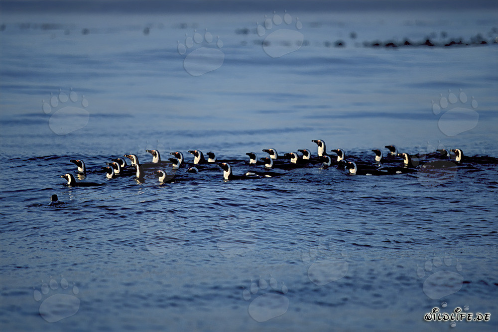 Pingouins à lunettes fascinants en route de retour vers l'île