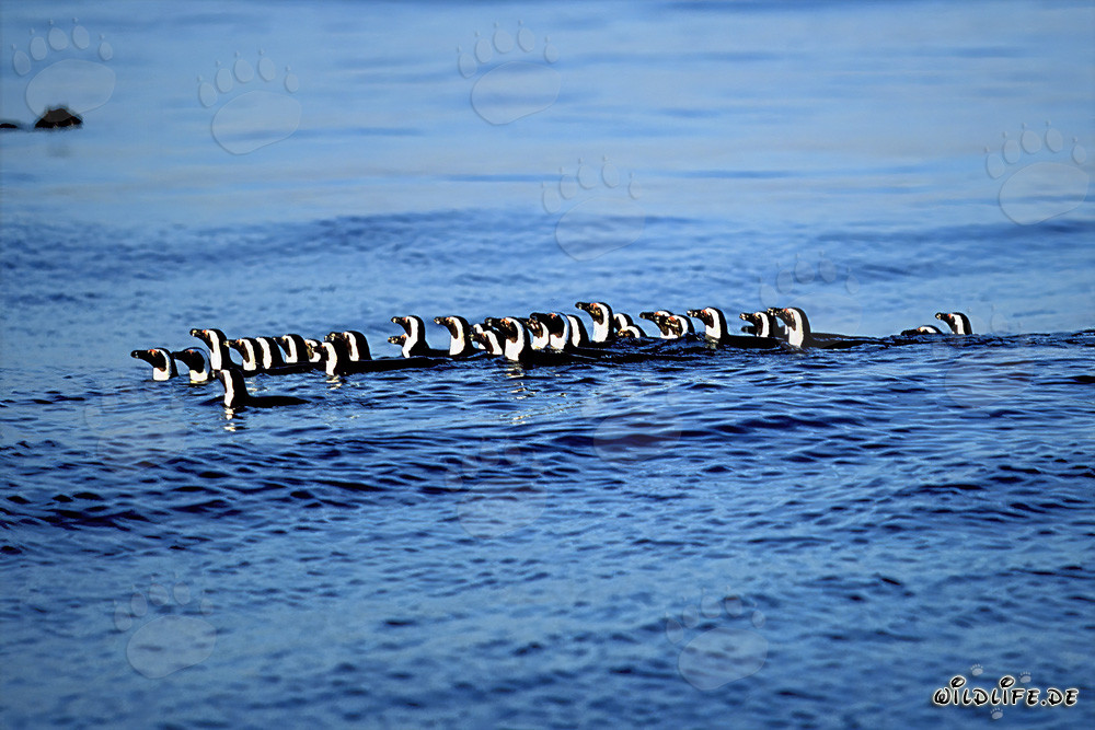 Fascinating African Penguins returning from their hunting trip in the sea