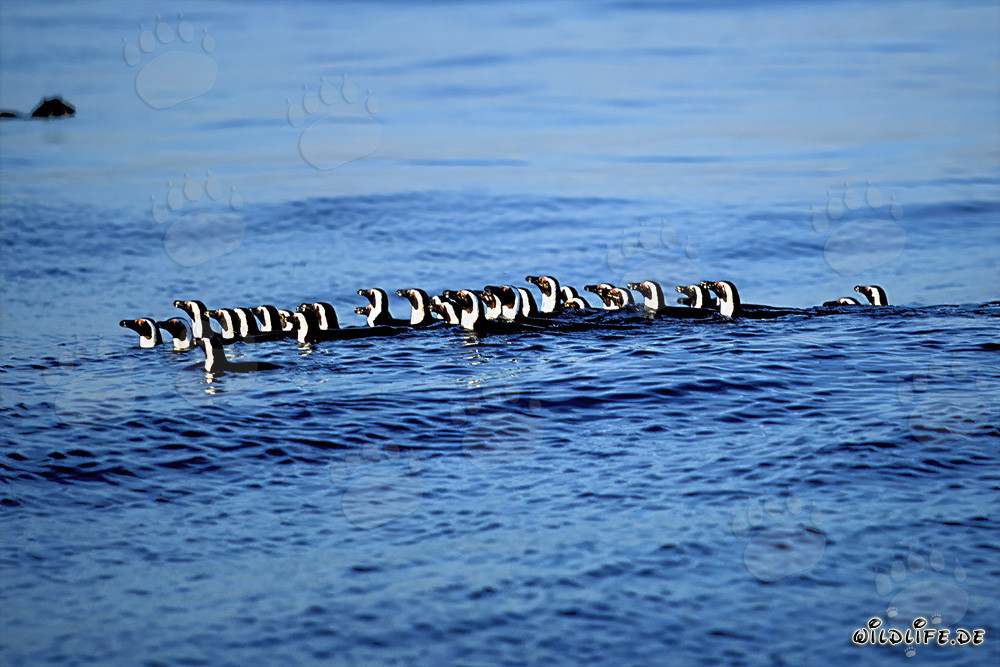 Faszinierende Brillenpinguine auf dem Rückweg von der Jagd im Meer