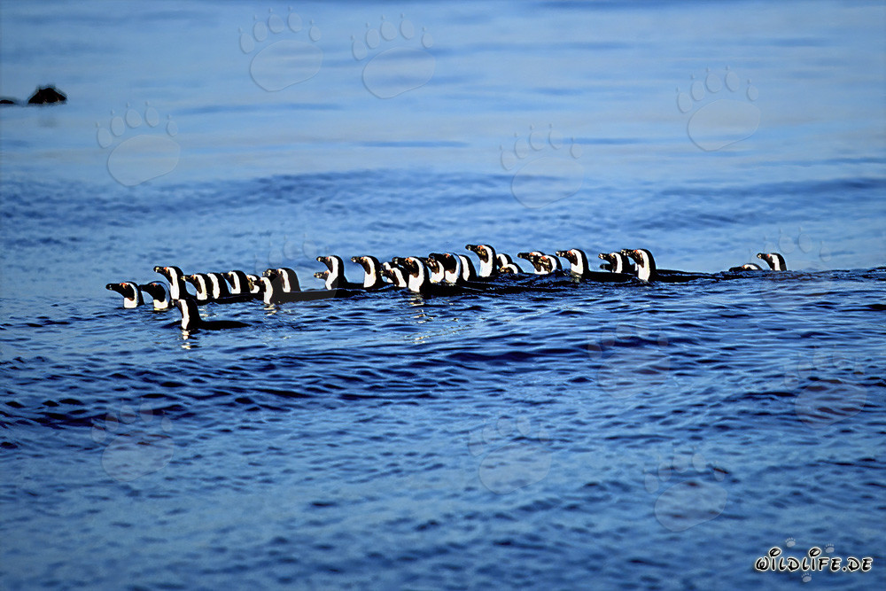 Pingüinos de anteojos fascinantes regresan de la caza en el mar
