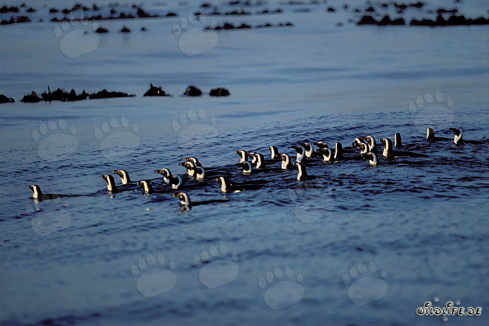 Fascinating sight: African Penguins returning from their hunting trip in the South Atlantic