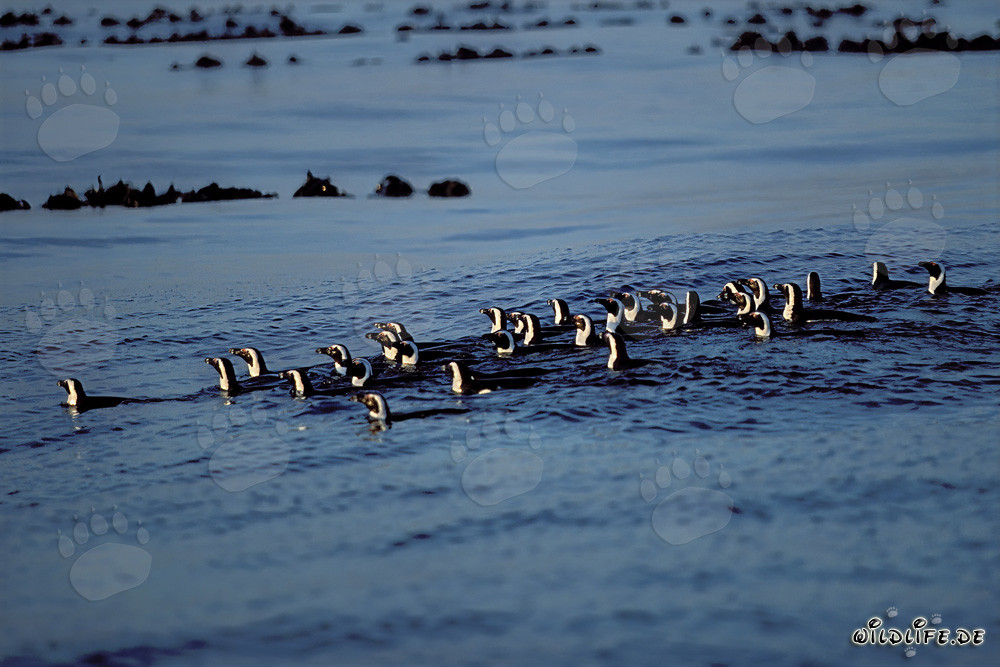 Faszinierender Anblick: Brillenpinguine auf dem Rückweg von der Jagd im Südatlantik