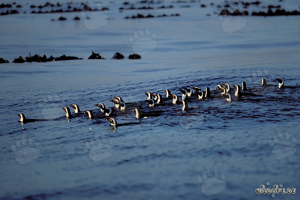Vista fascinante: pingüinos de El Cabo regresando de la caza en el Atlántico Sur