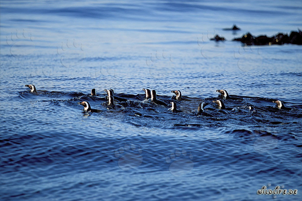 Fascinating African Penguins returning from the Sea