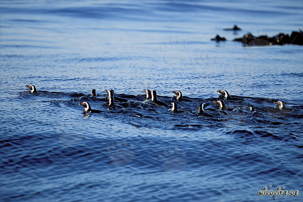 Faszinierende Brillenpinguine auf dem Heimweg vom Meer