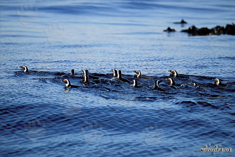 Pingüinos de anteojos fascinantes de regreso a casa desde el mar