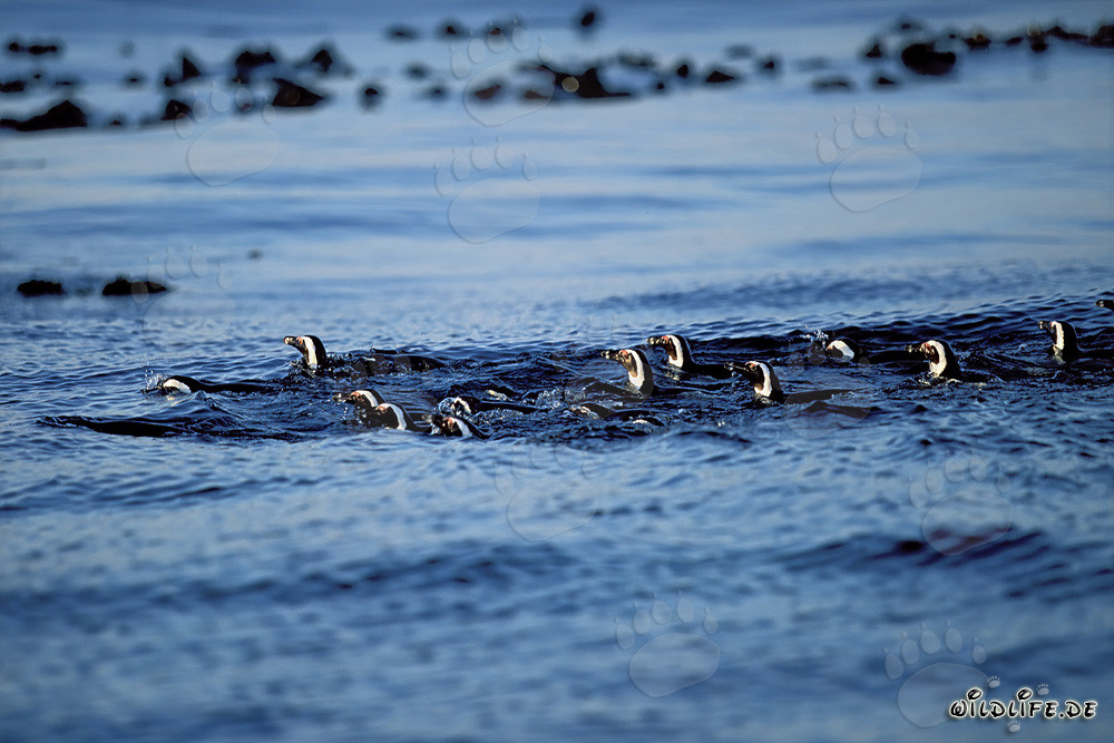 Fascinating African Penguins return from their hunting trip at sea