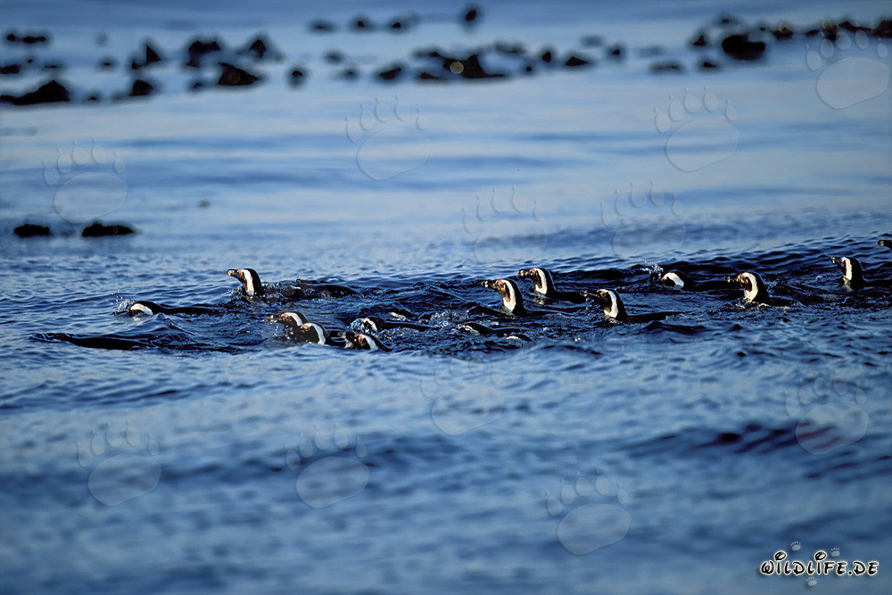 Faszinierende Brillenpinguine kehren von ihrem Jagdausflug auf hoher See zurück