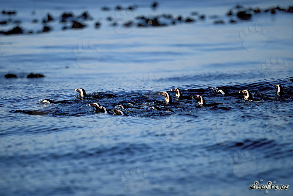 Les pingouins de Magellan fascinants reviennent de leur excursion de pêche en haute mer