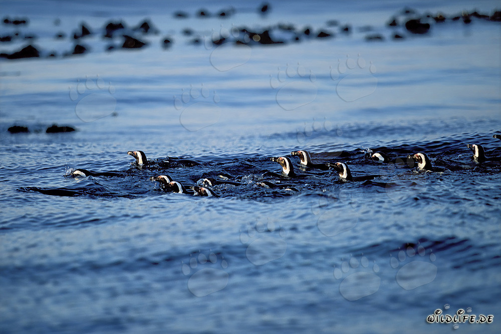 Pingüinos de Magallanes fascinantes regresan de su excursión de caza en alta mar