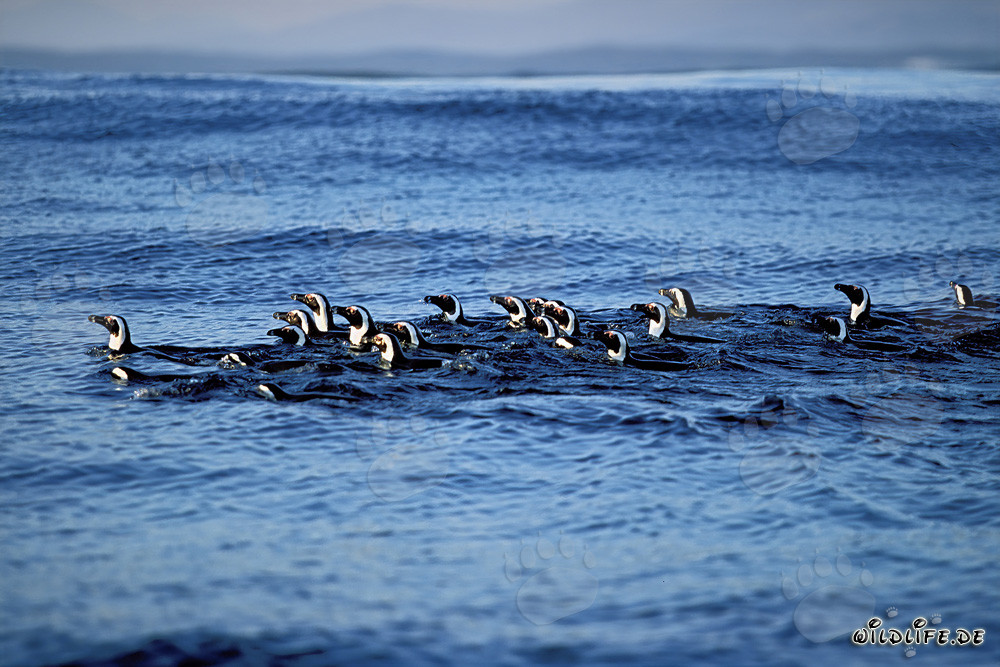 Fascinating African Penguins returning from their hunting trip in the sea