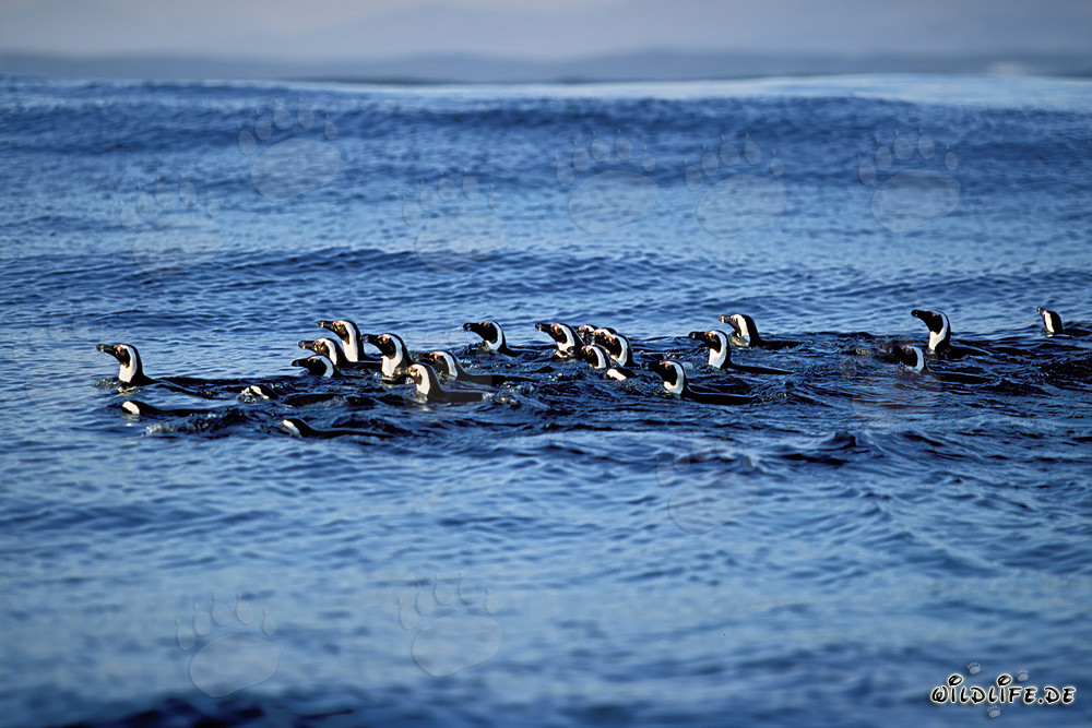 Faszinierende Brillenpinguine auf dem Rückweg von der Jagd im Meer