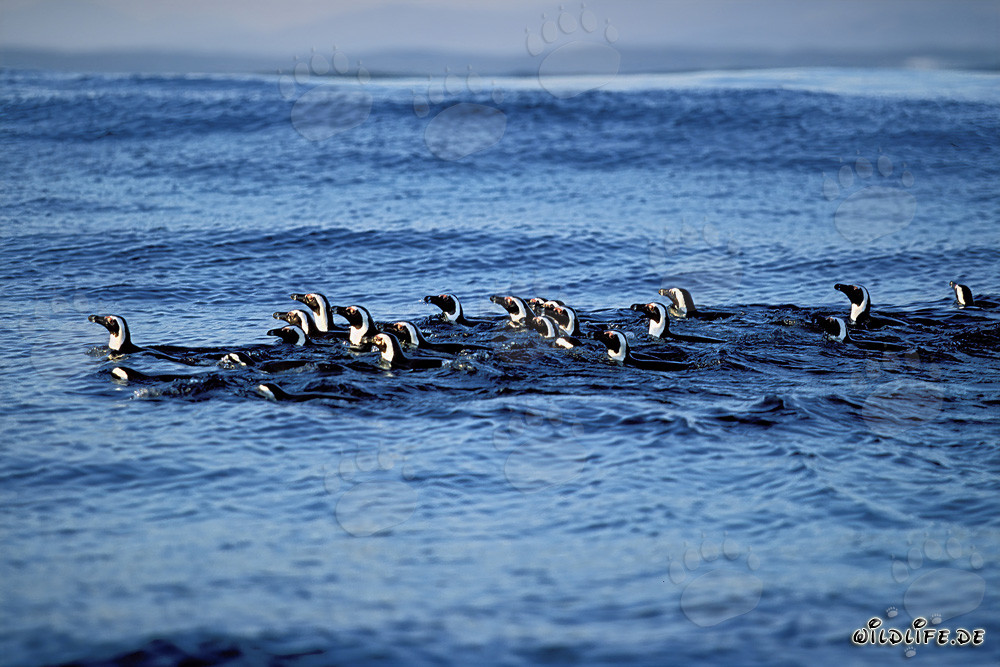 Pingouins à lunettes fascinants de retour de la chasse en mer