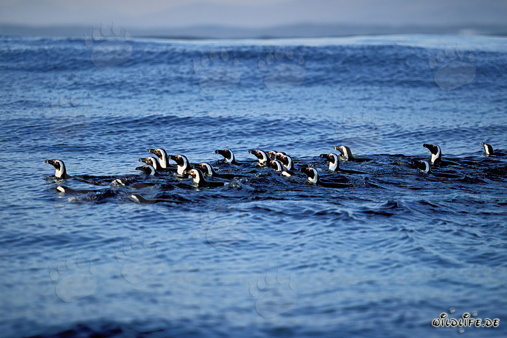 Pingüinos de anteojos fascinantes de regreso de la caza en el mar