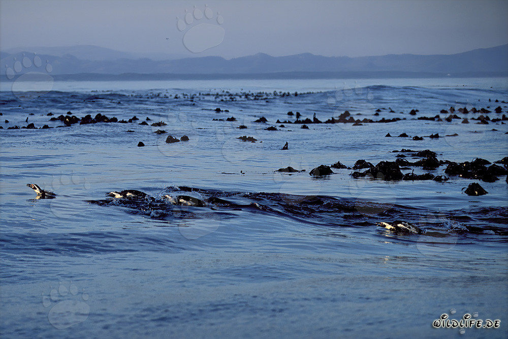 African Penguins return from the Sea