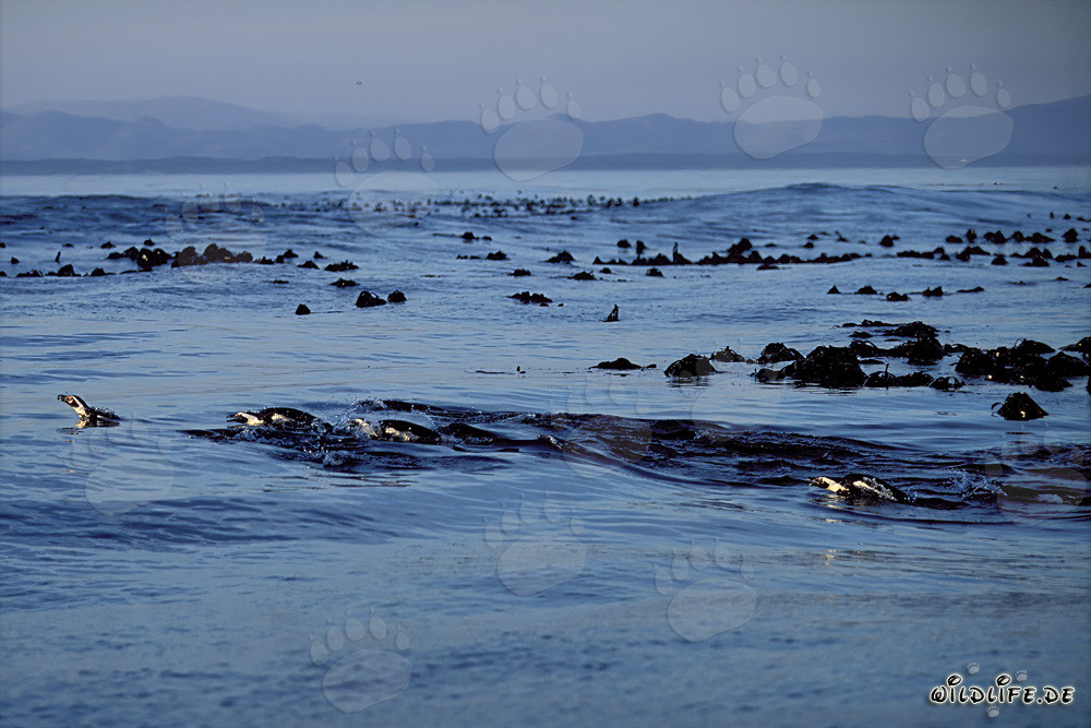 Pingüinos de anteojos regresan del mar