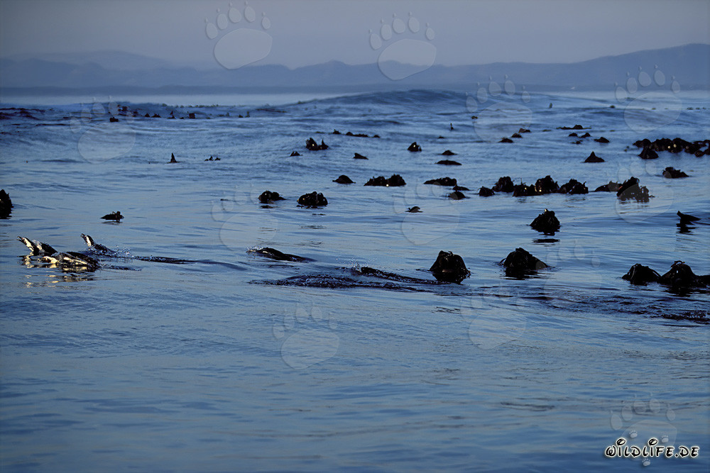 El fascinante regreso de los pingüinos de gafas del mar