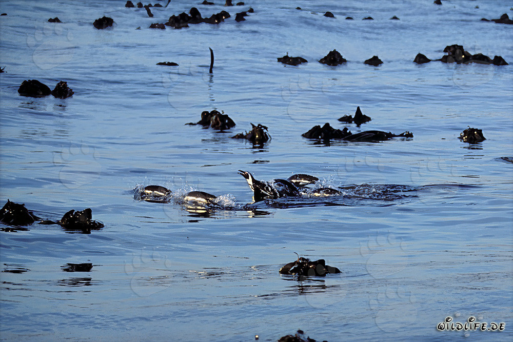 African Penguins safely return from a dangerous hunt in the sea