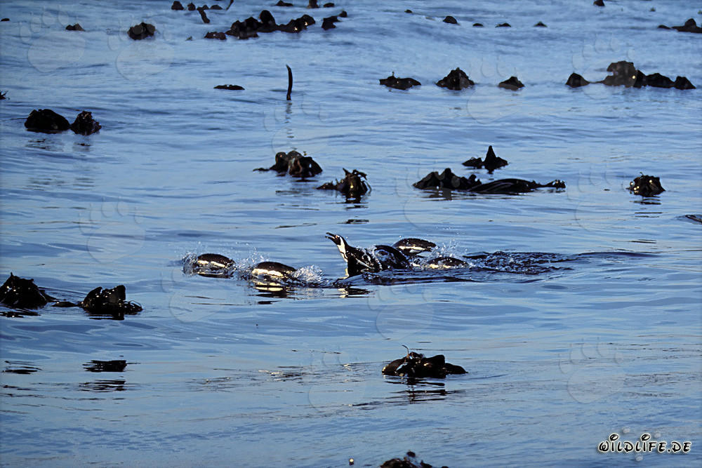 Brillenpinguine kehren sicher von gefaehrlicher Jagd im Meer zurueck