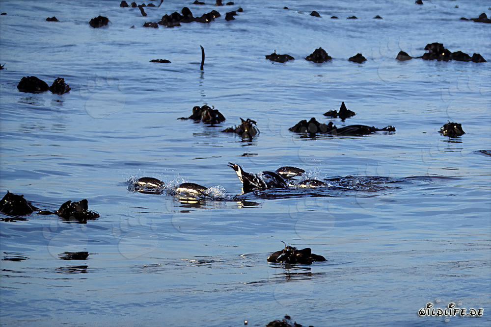 I pinguini di Galapagos tornano in sicurezza dalla pericolosa caccia in mare