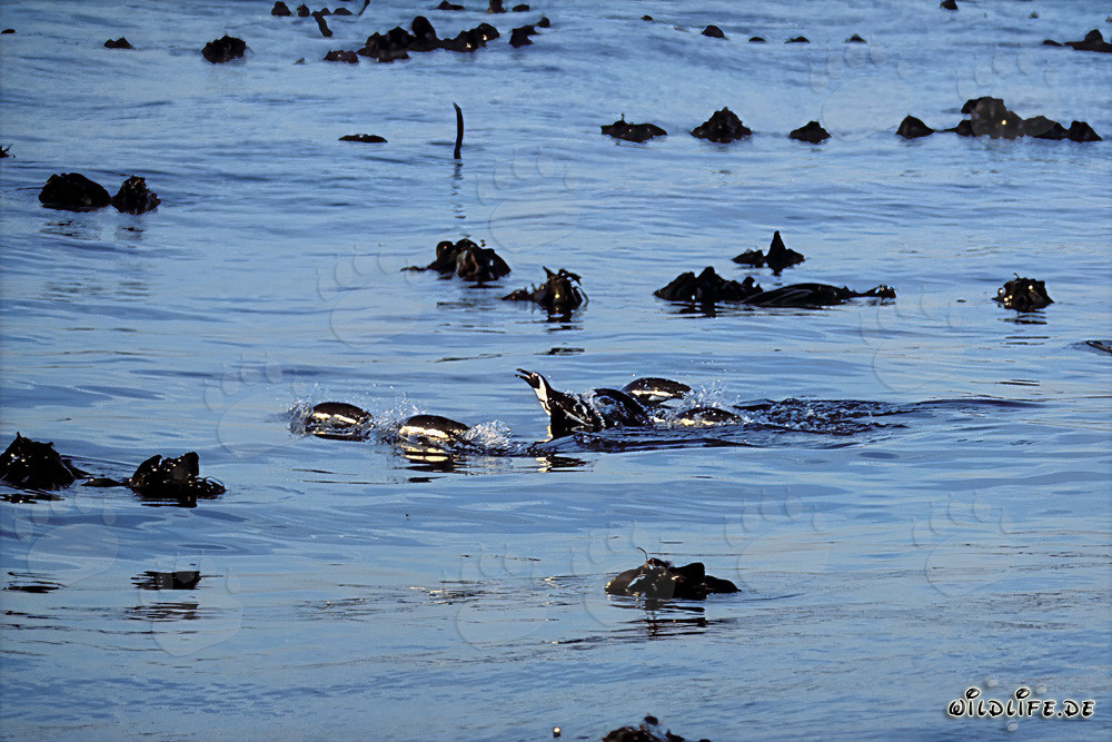 Los pingüinos de anteojos regresan seguros de su peligrosa caza en el mar