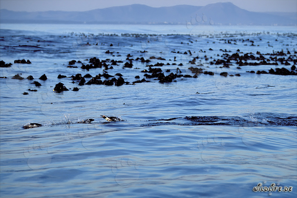 Fascinante ritorno dei pinguini dalle lenti dall'oceano
