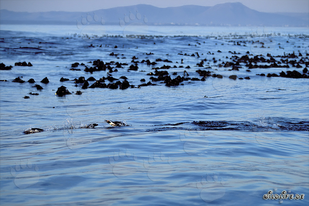 Fascinante regreso de los pingüinos de gafas desde el océano
