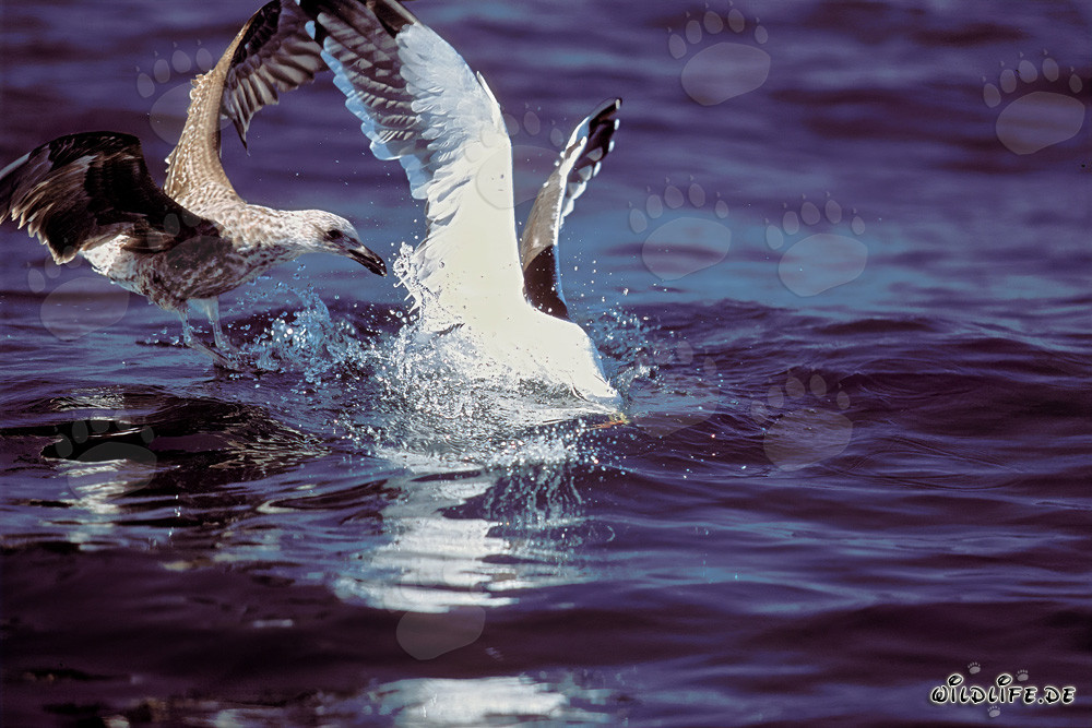 Mouettes dominicaines se disputent des restes de poisson