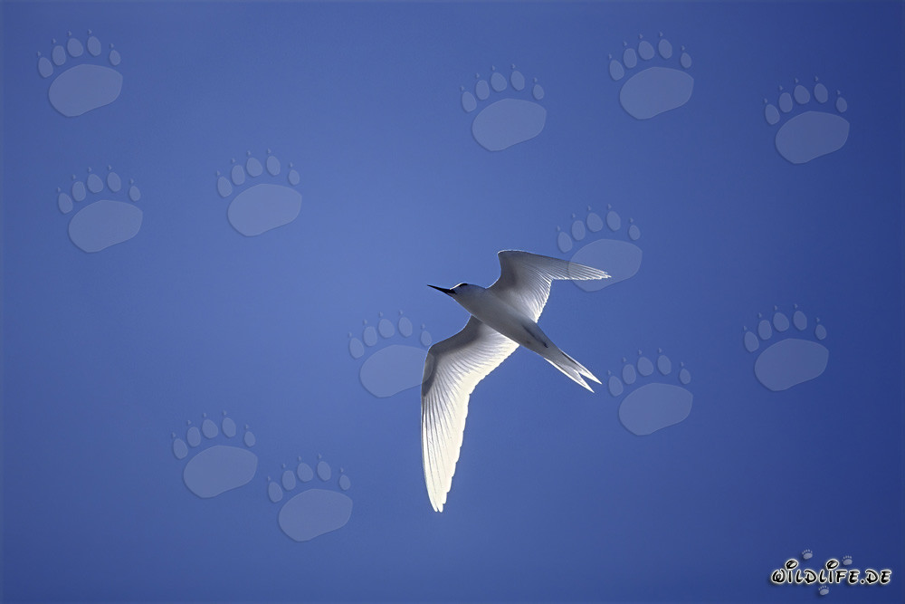 Elegante charrán blanco sobre el profundo Pacífico azul