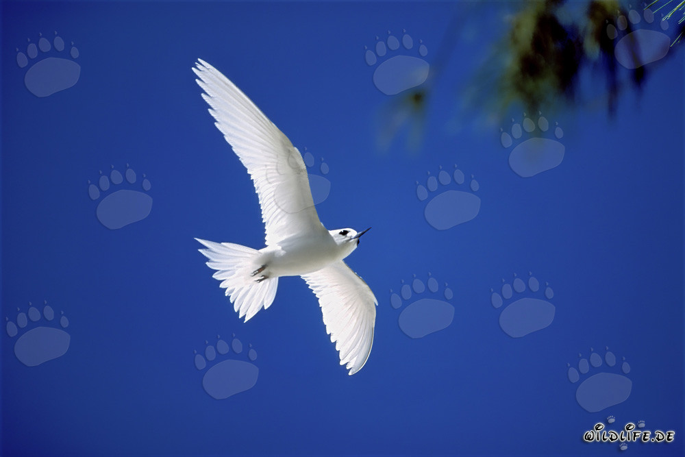 Graceful white tern returns from the sea