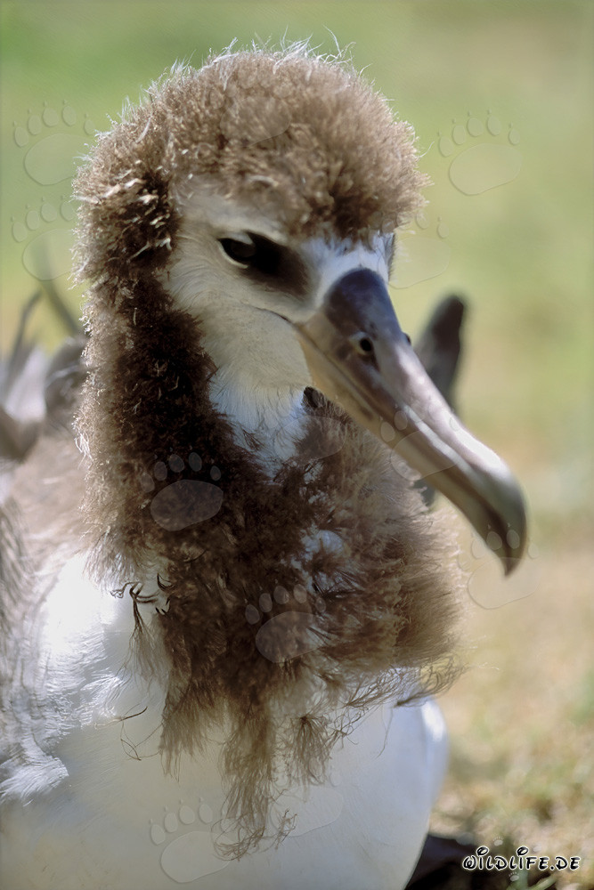 Affascinante ritratto di un giovane albatros di Laysan