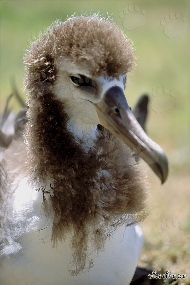 Portrait fascinant d'un jeune albatros de Laysan