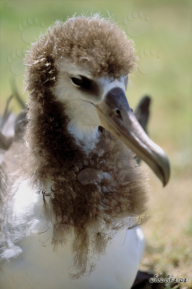 Retrato fascinante de un joven albatros de Laysan