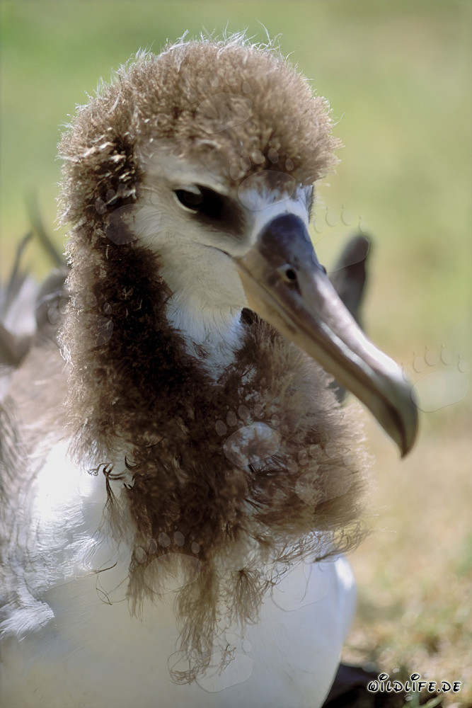 Faszinierendes Porträt eines jungen Laysan-Albatros