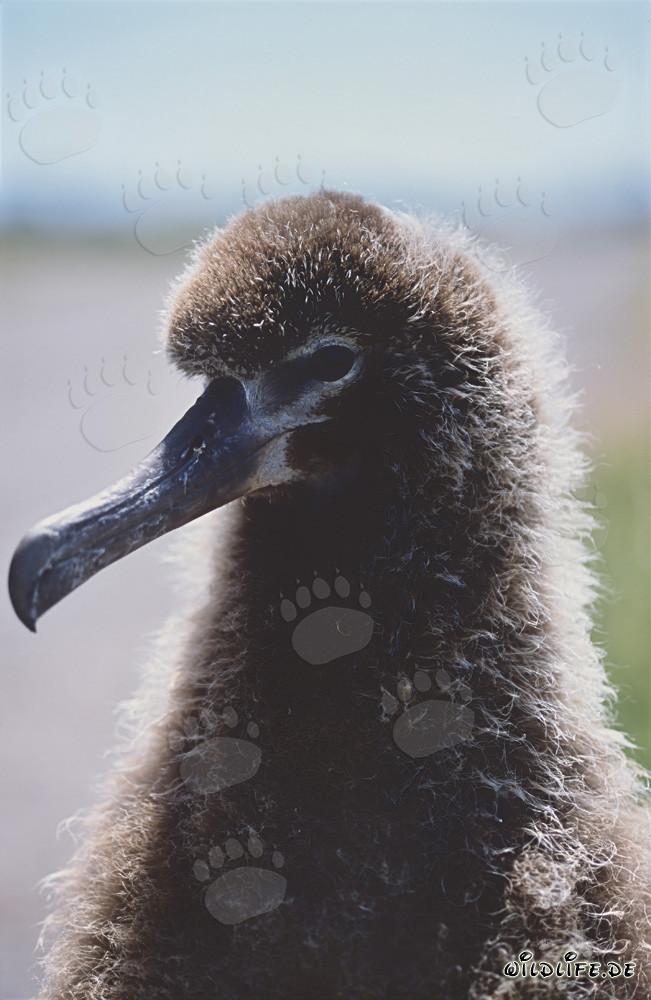 Poussins d'albatros de Laysan sur les îles Midway
