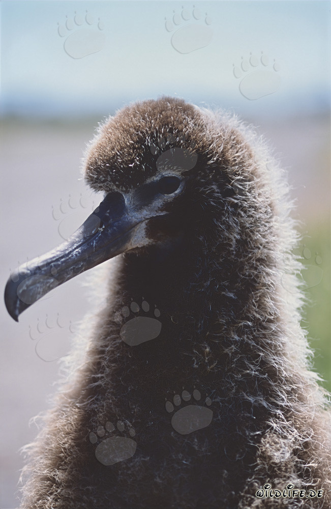 Laysan-Albatros Küken auf den Midway Inseln