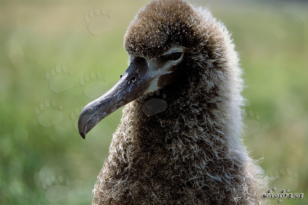 Jeune et fascinant albatros de Laysan à Midway Atoll