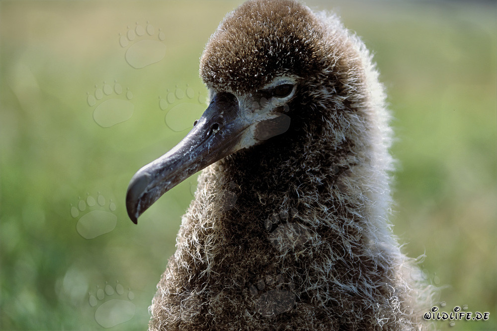 Fascinante joven albatros de Laysan en Midway Atoll